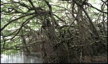 小鸟的天堂_250字