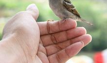 我是一只小麻雀_250字