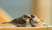 我喜欢的动物——小麻雀_600字