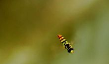 小飞虫看报_400字