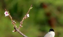 鸟儿的诉说_450字