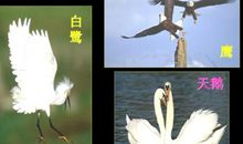 我喜欢的鸟_350字