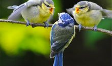 可爱的小鸟_350字