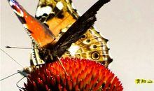 蝶舞金风_1500字