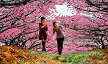 春天的遐想_250字