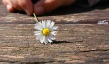 人生的季节如花般凋落_200字