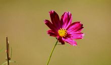 又见花儿凋谢_600字