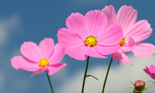 花_500字