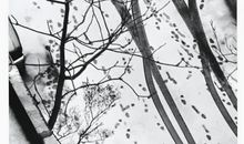 平凡的诗意_750字