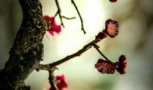 寒假征文：梅破知春近_700字