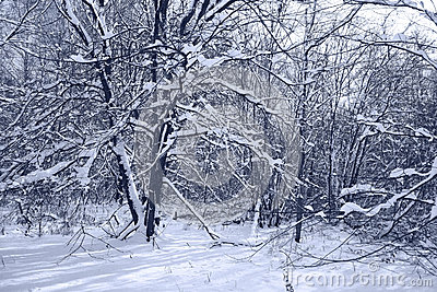 关于雪的诗：雪埋葬疤痕_450字