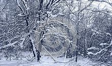 关于雪的诗歌：雪掩埋记忆的伤疤_450字