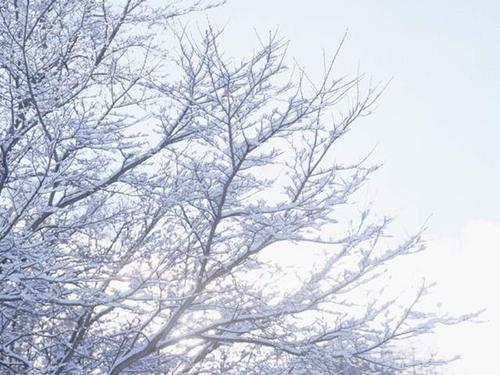 在雪地上的组成：在梦中看到雪_150字