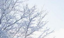 关于雪的作文：梦里看雪_150字