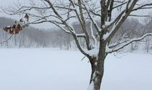 关于雪的作文：雪的丰姿雪的美_600字