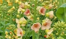 彩色的花海_350字