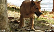 流浪的狗儿_500字