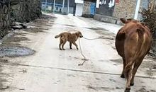 我是一只乡下狗_2000字