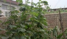 我家的菜园_150字