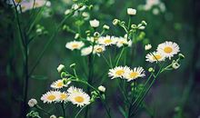 给生命一个微笑吧_650字