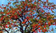 家乡的柿子_400字