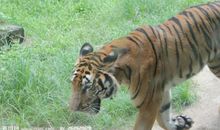 跟老虎照相_350字