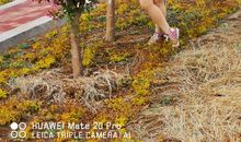 倾华醉，惹得浮梦碎_2000字