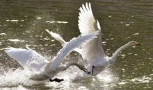 让天鹅朋友重返家园_1000字