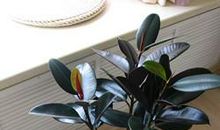 我家的橡皮树_100字