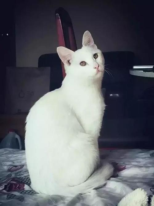 [中国新年论文]护理猫_1200字