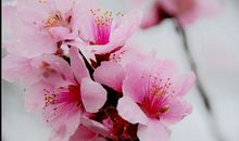 [春天来了]桃花_400字