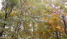 局大院的秋色_600字