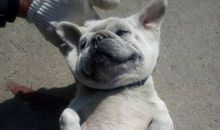 我家的小狗_200字