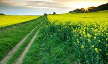 [春天来了]春_50字