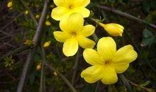 [春天来了]我爱迎春花_500字