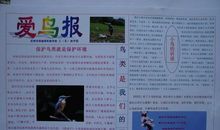 爱鸟节_650字