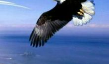 五年级观后感：鹰之重生_650字