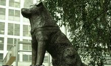 五年级观后感：忠犬八公_700字