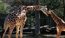 关于爸爸的作文：兔子和老水牛的故事_1500字