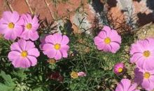 红尘花语，谁曾诗意的执着_1500字