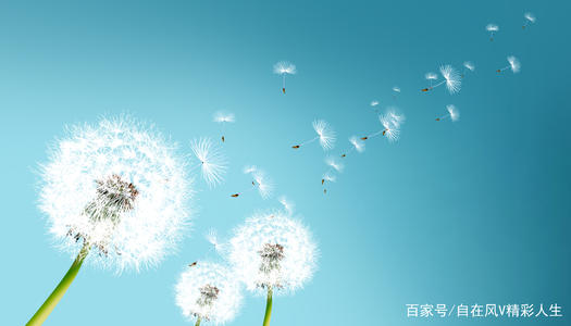 [梦想文章]做一个梦想飞行蒲公英_800字