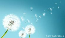 [梦想征文]做一株梦想飞翔的蒲公英_800字