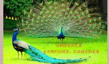 校园里的“孔雀尾”_150字