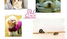 Benefits of keeping pets_1200字