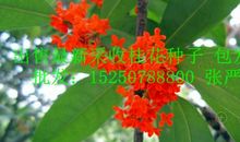 桂花也有生命_1000字