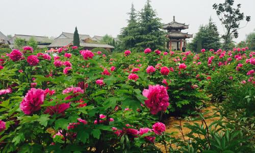 春天公园_500字