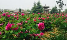 春天的公园_500字