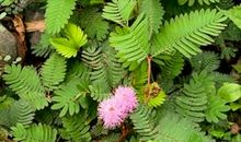 四季的花园_350字