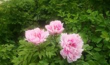 清明游春_1000字