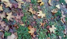 夏天的雨后_550字